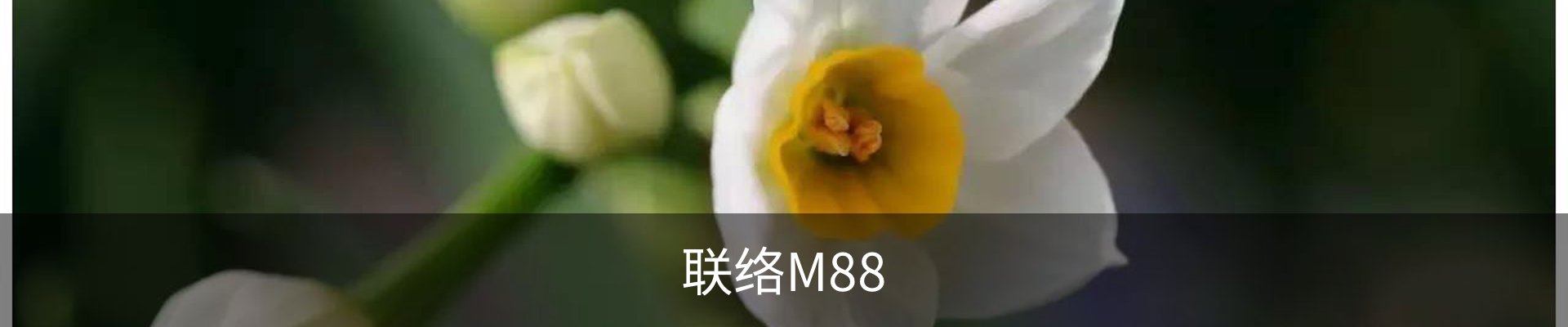 联络M88